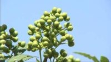 粒が大きく香りさわやか　但馬地域特産の「朝倉さんしょ」　朝来市で収穫