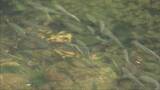 「養父市大屋川でアユの稚魚放流　園児「大きくなってね」」の画像1