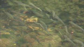 養父市大屋川でアユの稚魚放流　園児「大きくなってね」