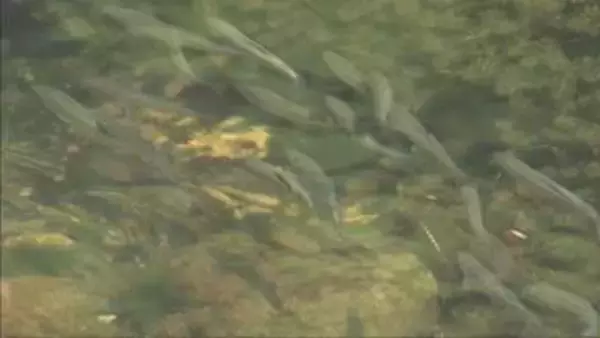 養父市大屋川でアユの稚魚放流　園児「大きくなってね」