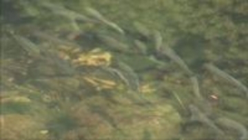 養父市大屋川でアユの稚魚放流　園児「大きくなってね」