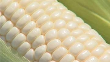 豊岡市但東町の特産品「シルクコーン」の出荷　白い粒と強い甘みが特長