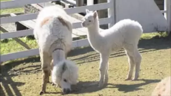 神河町「ヨーデルの森」　ことし2頭目となるアルパカの赤ちゃん誕生