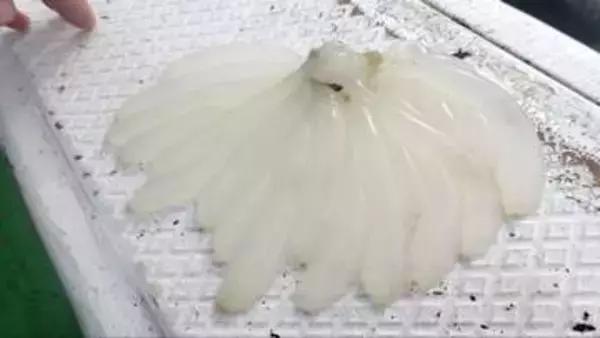 海の環境変化で漁獲量減少　神戸・須磨浦でアオリイカの産卵床を設置