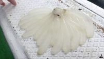 海の環境変化で漁獲量減少　神戸・須磨浦でアオリイカの産卵床を設置