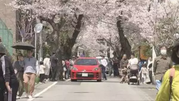 春本番の暖かさ　県内各地のサクラも満開　たつの市は恒例の「さくら祭」