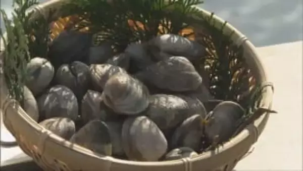 姫路・播磨灘　特大アサリの水揚げが最盛期