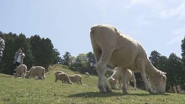 GWも後半に突入　神戸では六甲山牧場や南京町がにぎわう