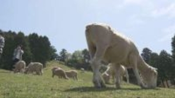 GWも後半に突入　神戸では六甲山牧場や南京町がにぎわう