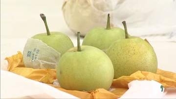 大きさと甘みが抜群！香美町特産のナシ「二十世紀」の品位検討会