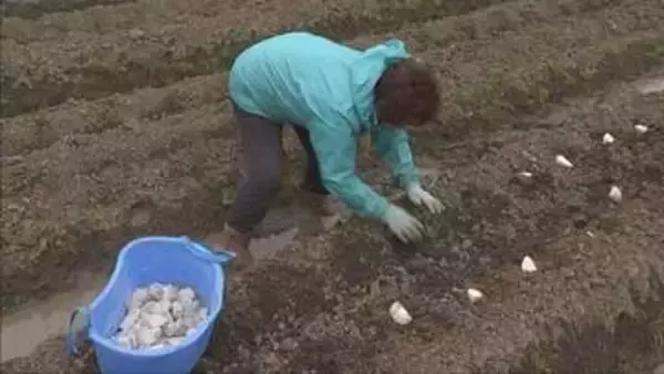 丹波篠山市の特産品「山の芋」植え付け始まる
