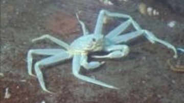 全身真っ白な２匹のズワイガニを展示　豊岡・城崎マリンワールド