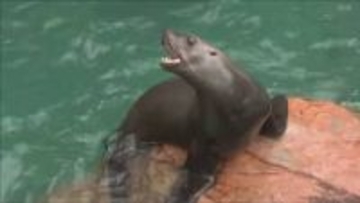 城崎マリンワールド　トドは授乳期から高い学習能力！？　トドのカナタがデビュー