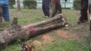 神戸・須磨海浜公園で倒木事故　伐採予定の木が根元から倒れ通行中の男性２人けが