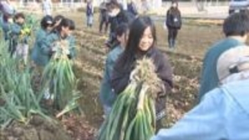 朝来市で小学生が「岩津ねぎ」収穫体験