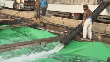 ハモと３年とらふぐに続く淡路島の春の味覚　サクラマスの養殖始まる