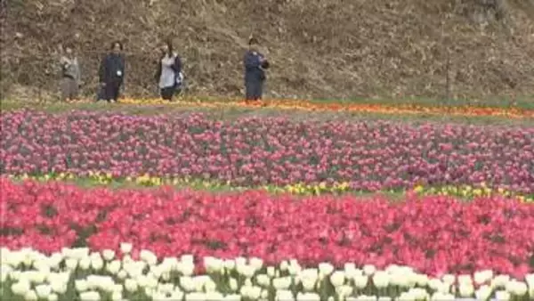 但馬の春を色鮮やかに彩る豊岡市「たんとうチューリップまつり」