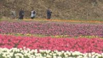但馬の春を色鮮やかに彩る豊岡市「たんとうチューリップまつり」