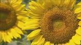 「夏空に映える大輪の花　佐用町でヒマワリ見頃」の画像1