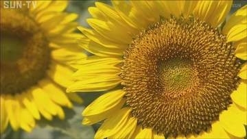 夏空に映える大輪の花　佐用町でヒマワリ見頃