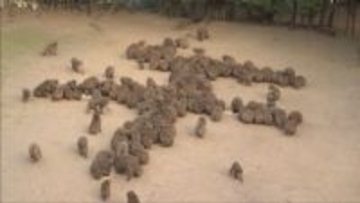 サルが干支アート！　淡路島モンキーセンターで恒例の「サル文字」