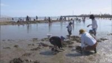 姫路白浜潮干狩り場 初日から家族連れでにぎわう