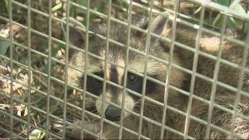 アライグマの捕獲頭数が全国最高水準　神戸市が「アライグマバスターズ」募集