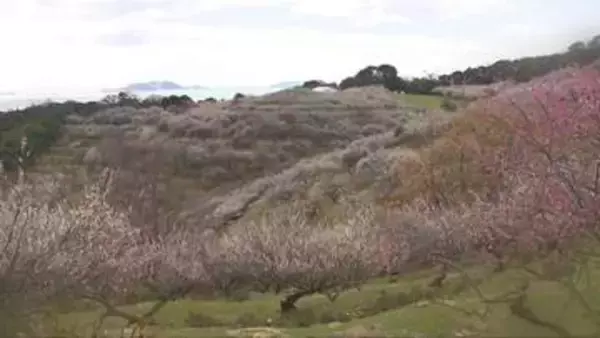 西日本有数の梅の名所　たつの市・綾部山梅林の梅の花が満開