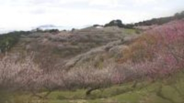 西日本有数の梅の名所　たつの市・綾部山梅林の梅の花が満開