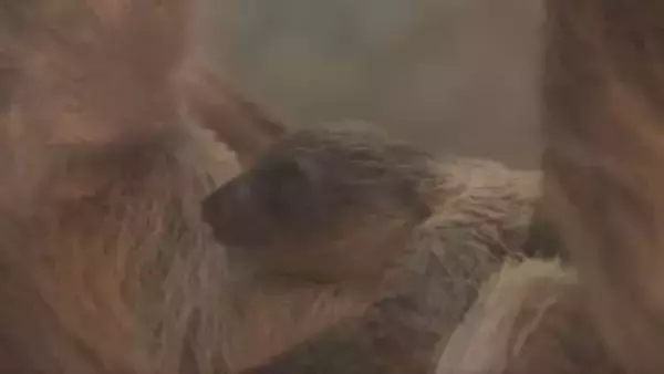 神戸どうぶつ王国　フタユビナマケモノの赤ちゃん公開