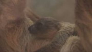 神戸どうぶつ王国　フタユビナマケモノの赤ちゃん公開