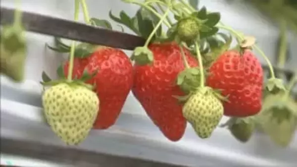 三田市でイチゴ狩り本格オープン　1月15日“いちごの日”にセレモニー