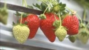 三田市でイチゴ狩り本格オープン　1月15日“いちごの日”にセレモニー