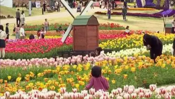 淡路市の明石海峡公園　チューリップが見頃