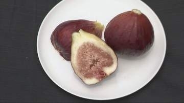 賞味期限はわずか1日　川西で朝採りイチジクの収穫が最盛期