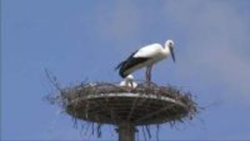 ３月淡路市で誕生　コウノトリのひな２羽に足輪を装着