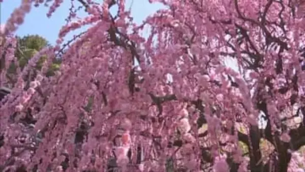 樹齢80年のしだれ梅が南あわじ市で見頃　樹齢80年の名木に春の訪れ