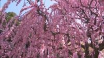 樹齢80年のしだれ梅が南あわじ市で見頃　樹齢80年の名木に春の訪れ