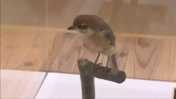 まるで串職人…　モズの習性「はやにえ」紹介する特別展