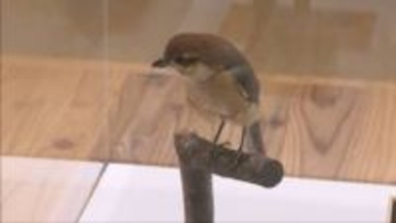 まるで串職人…　モズの習性「はやにえ」紹介する特別展