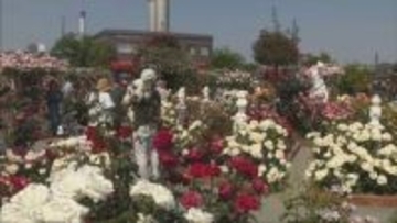 姫路ばら園で750品種3300株のバラが満開
