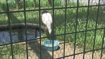 野生復帰の取り組みを学ぶ　コウノトリの郷公園で子どもたちが餌やり体験