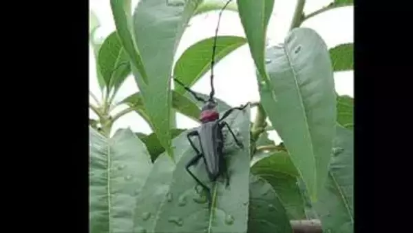 サクラの木などを食い荒らす「クビアカツヤカミキリ」　県が注意喚起