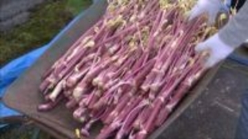 兵庫県三田市の児童たち　特産ウドの植え付け体験