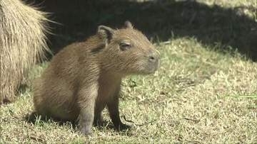 神戸どうぶつ王国でカピバラの赤ちゃん3頭とバクが一般公開