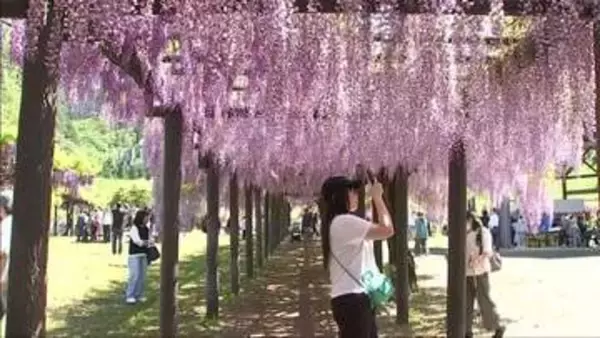 朝来市の公園で北近畿で最大規模となるおよそ500メートルのフジ棚が見頃
