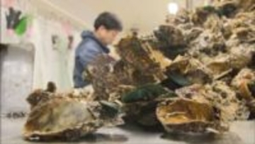 瀬戸内海でカキ大量死　県内産地に打撃　猛暑影響か原因不明　支援を国に要望