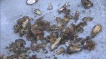 9割以上が死滅 カキ不漁で県関連の国会議員らが室津漁港を視察