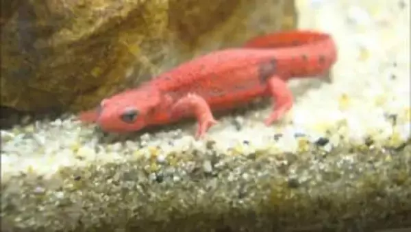 ”アカハラ”なのに全身真っ赤!?　名前と裏腹な珍しいイモリ　姫路市立水族館で展示