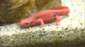 ”アカハラ”なのに全身真っ赤!?　名前と裏腹な珍しいイモリ　姫路市立水族館で展示